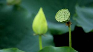 盆栽荷花为什么不现蕾不开花