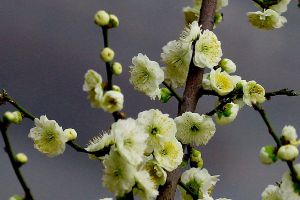 绿梅花的药用价值