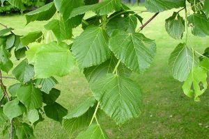 假期户外旅行——6种植物可救命