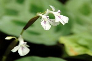 孔雀竹芋开花开花代表什么