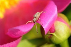 芍药虫害及防治方法