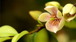 含笑花怎么浇水