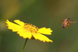 怎么让金盏菊四季开花