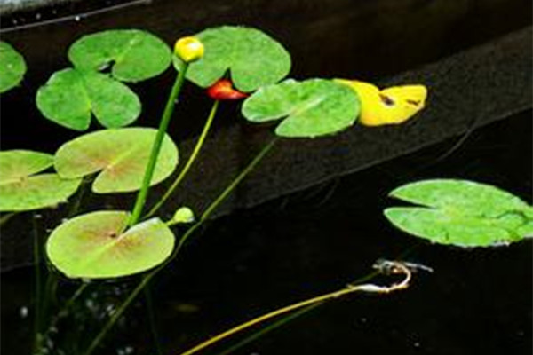 萍蓬草“排队”开花