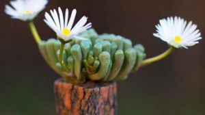 五十铃玉开花会死吗