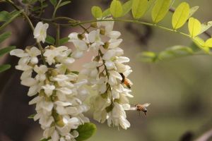 槐花夏季常见虫害及防治方法