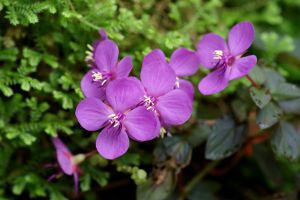 虎颜花怎么繁殖