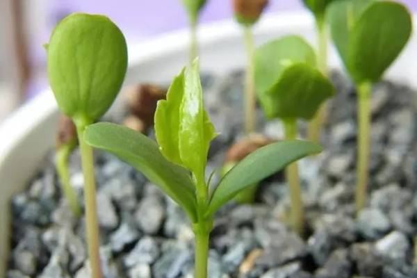 别让播种后发芽的小苗，死在你手里