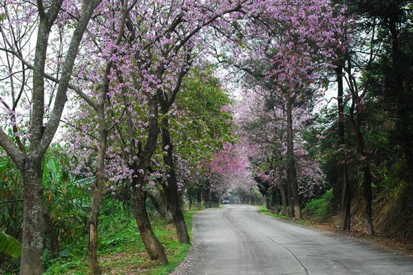 那些跟花儿有关的路，我想和你一起走