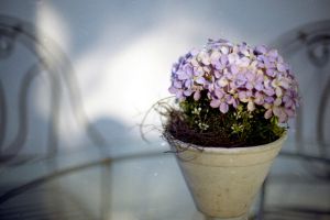 秋季降温，盆花入室要点