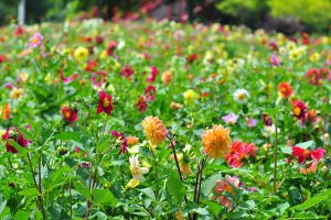 小丽花开花及其管理