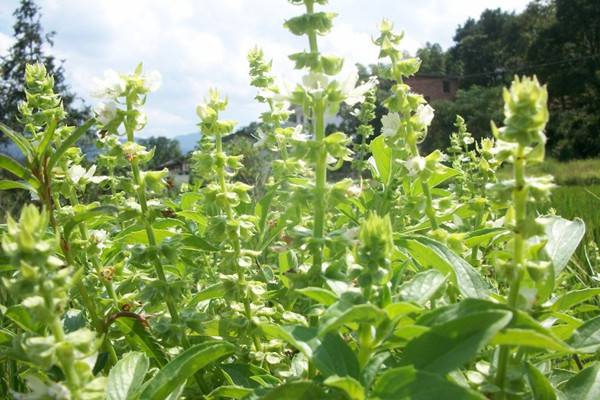 种了这10盆香草，家里不用买调料了