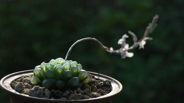 水晶掌和玉露的区别