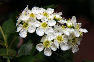 山楂什么时候开花结果