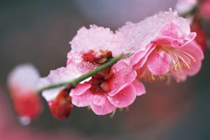 梅花夏季落叶要怎么办