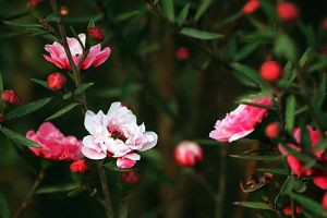 松红梅什么时候开花