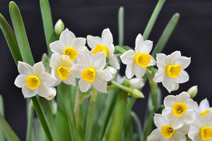 水仙花冬季花蕾干枯怎么办