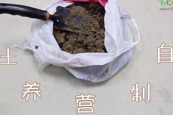 自制营养土视频：这三种生活垃圾，可以制作营养土