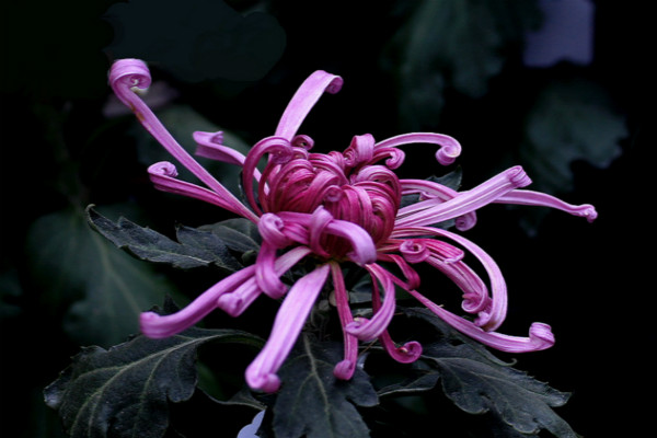 独本菊的种植方法