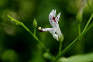 穿心莲的种植方法