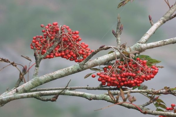 花楸怎么种植？