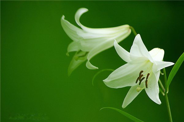 花卉缺肥的几种表现