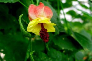 蔓性风铃花怎么浇水