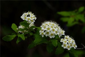 庭院麻叶绣线菊怎么养