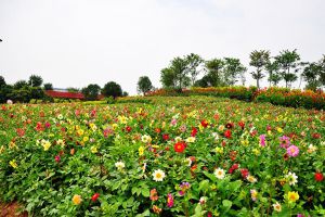 小丽花冬季开花吗