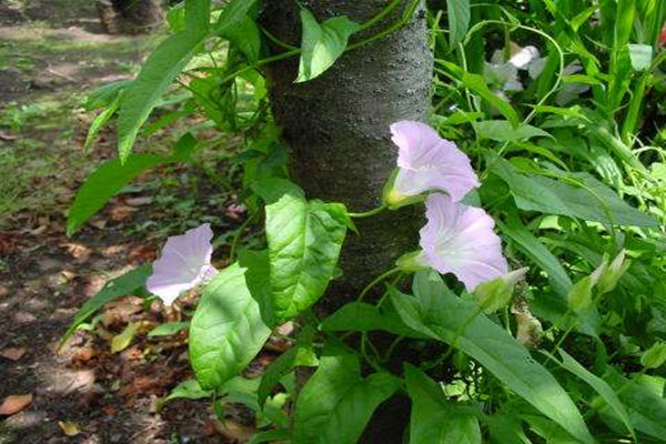 白花银背藤的功效与作用