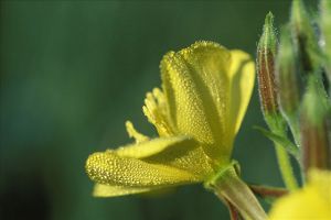 樱草花和樱花草是一种植物吗