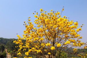 黄花风铃木的病虫害防治