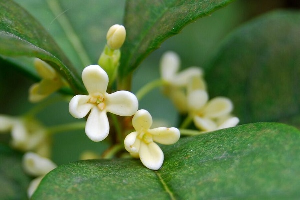 桂花和九里香的区别