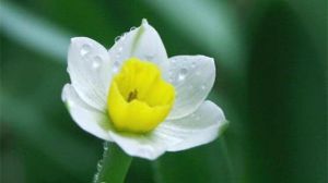 水仙花如何浇水