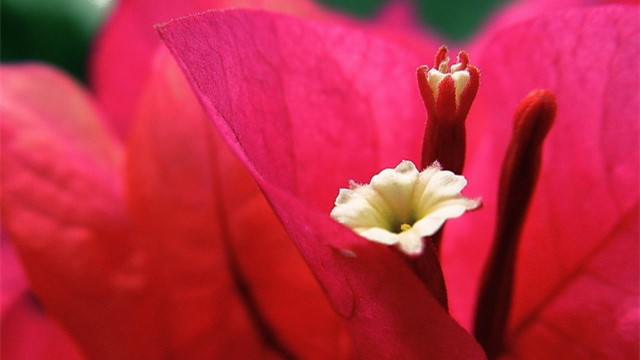 叶子花和光叶子花的区别