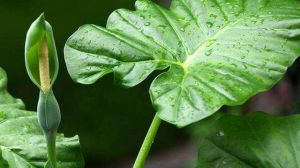 尖尾芋和滴水观音的区别