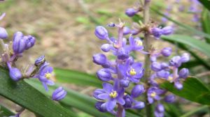 山菅兰和山麦冬的区别