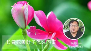 长春花黄叶子怎么回事