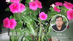 长春花叶子卷了怎么办