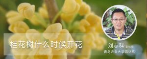 桂花树什么时候开花