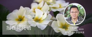 报春花花语