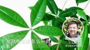 发财树烂根怎么补救