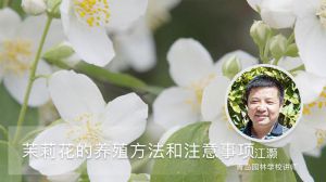 茉莉花的养殖方法和注意事项