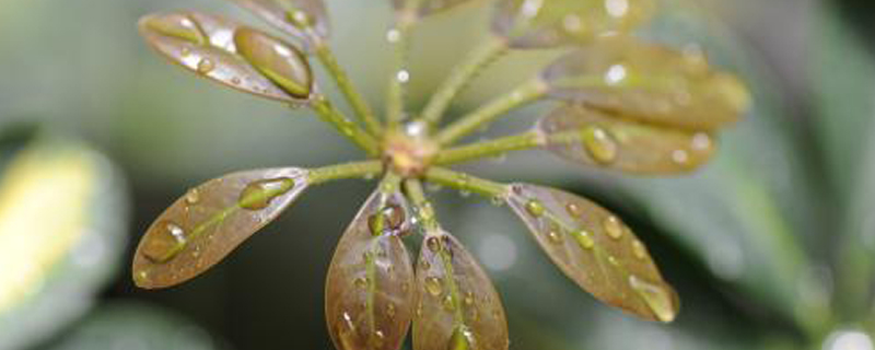 鹅掌木剪枝可以种植吗