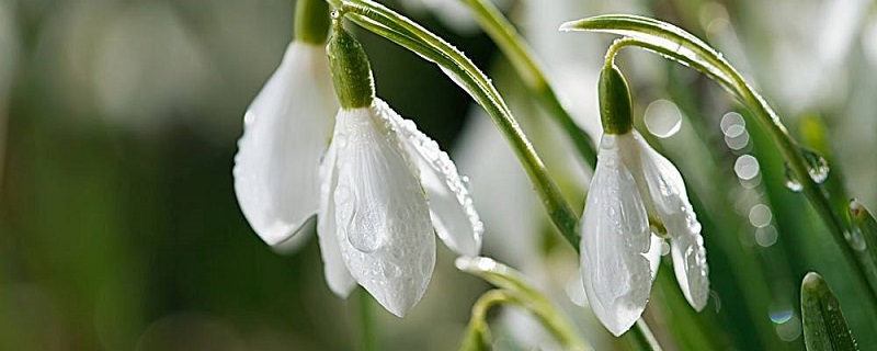 雪滴花的养殖方法和注意事项