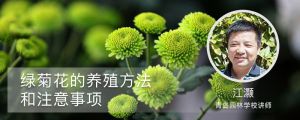 绿菊花的养殖方法和注意事项