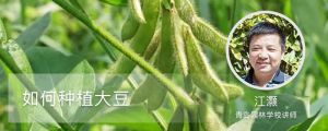 如何种植大豆