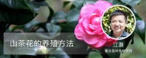 山茶花的养殖方法