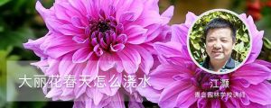 大丽花春天怎么浇水