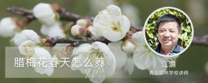 腊梅花春天怎么养